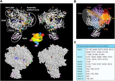 Regulation of Eukaryotic RNAPs Activities by Phosphorylation